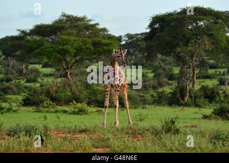 Young Giraffe in Murchison Falls National Park. Stock Photo