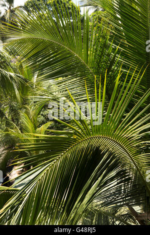Sri Lanka, Mirissa, pattern formed by curved young coconut palm leaves Stock Photo