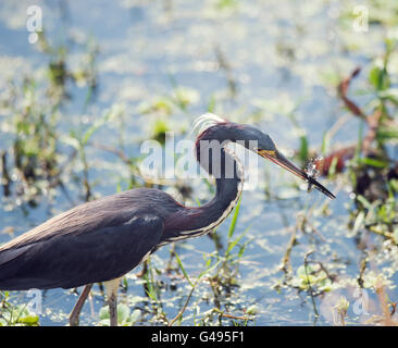 Tricolored Heron catching a fish In Florida Wetlands Stock Photo