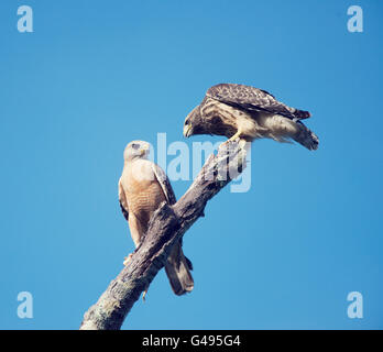 Two Red Shouldered Hawks perching, adult and immature one Stock Photo