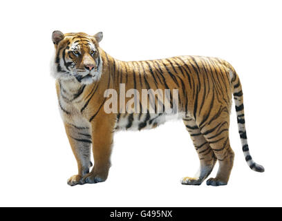 Tiger Isolated on White Background Stock Photo