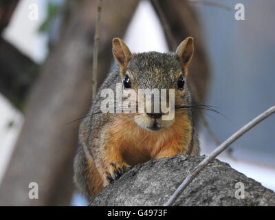 A fox squirrel (Sciurus niger) perches on a tree branch and looks directly into the camera. Stock Photo