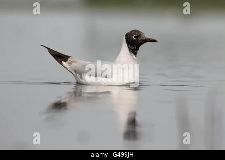 Little gull, Larus minutus, single bird in water, Hungary, May 2016 Stock Photo