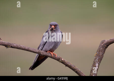 Red-footed falcon, Falco vespertinus, single male on branch, Hungary, May 2016 Stock Photo