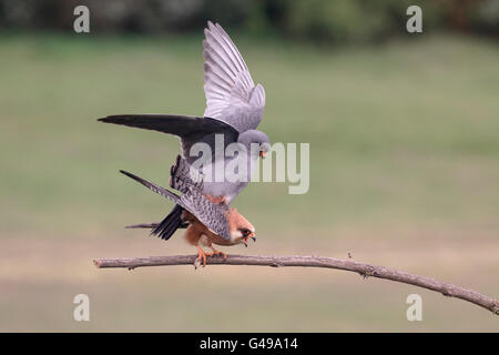 Red-footed falcon, Falco vespertinus, pair mating, Hungary, May 2016 Stock Photo