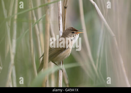 Reed warbler, Acrocephalus scirpaceus, single bird singing from reed bed, Warwickshire, May 2016 Stock Photo