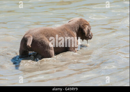 Six-week-old Chesapeake Bay Retriever puppy, at a muddy pond Stock Photo