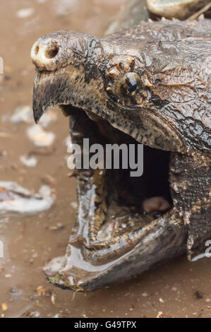 Alligator snapping turtle, Macrochemys temminckii, native to southern US waters Stock Photo
