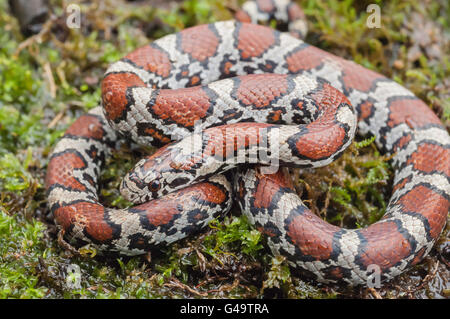 Eastern milk snake, Lampropeltis triangulum triangulum, native to the United States, Mexico, south to Latin America Stock Photo