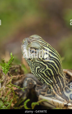 Common (northern) map turtle, Graptemys geographica, native to eastern and central United States and Canada Stock Photo