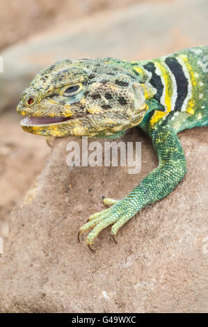 Eastern collared lizard, Crotaphytus collaris, native to North America Stock Photo