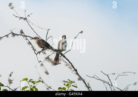 Galapagos Mockingbird, Mimus (Nesomimus) parvulus, Isla Santiago (San Salvador, James), Galapagos Islands, Ecuador Stock Photo