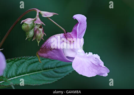 Himalayan balsam flowers, Impatiens glandulifera