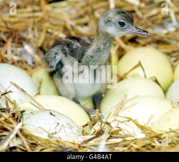 Knowsley Safari Park has opened its Easter Eggs a bit late this year with the hatching of four of the 16 eggs laid by the Merseyside Safari Parks 'Rhea's', a South American bird not unlike an ostrich, today (Wednesday). Although only a few days old, the young chicks are already 8 inches tall and will grow to a height of five foot. It is hoped that they can be released into the Parks game reserves just as soon as the cold spell is over. Photo by Dave Kendall/PA. Stock Photo
