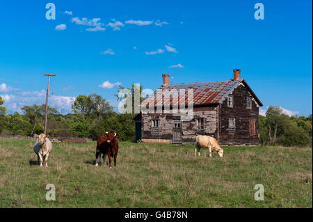 Cows by old farm house Stock Photo