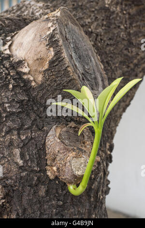 New Growth on an Old Tree and sprouting leaves on a trunk Stock Photo