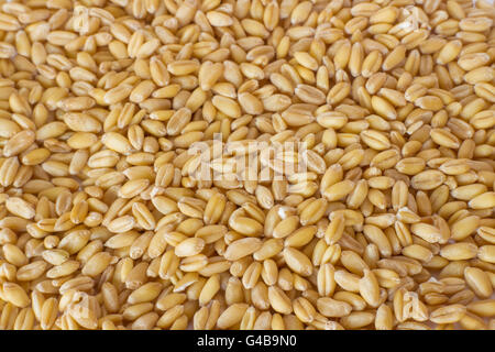 Germinated brown rice or GABA-rice, medicinal properties. Stock Photo