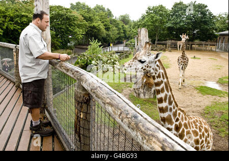 Zookeeper photocall - London. Kevin James feeds a giraffe at London Zoo to promote his new film The Zookeeper.. Stock Photo