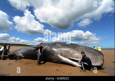 British Divers Marine Life Rescue volunteers with a 44ft Sperm whale, which has now died after it was washed up on Redcar beach in Cleveland, earlier this morning. Stock Photo