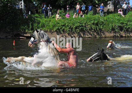 People in Appleby wash their horses in the River Eden ready for them to be sold at the Appleby Horse Fair, the annual gathering of gypsies and travellers in Appleby, Cumbria. Stock Photo