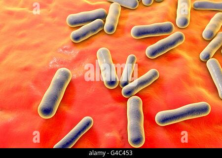 Propionibacterium bacteria, computer illustration. These are an example ...