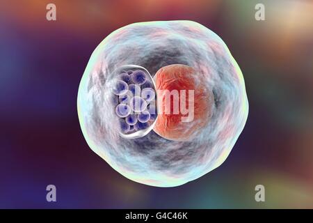 Chlamydia bacteria in a cell. Computer illustration showing an inclusion composed of a group of chlamydia (violet) near the nucleus (red) of a cell. Stock Photo