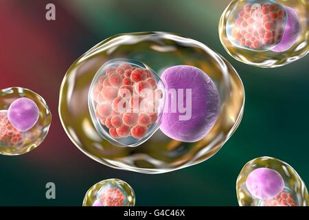Chlamydia bacteria in a cell. Computer illustration showing an inclusion composed of a group of chlamydia (red) near the nucleus (violet) of a cell. Stock Photo