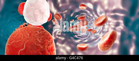 Red blood cells and white blood cells, computer illustration. Panorama 360-degree view inside blood vessel. Stock Photo