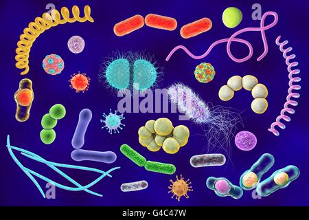 Microbes. Computer illustration of a microbial mixture containing bacteria and viruses of different types. Stock Photo