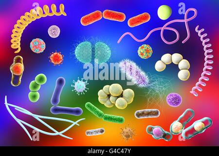 Microbes. Computer illustration of a microbial mixture containing bacteria and viruses of different types. Stock Photo