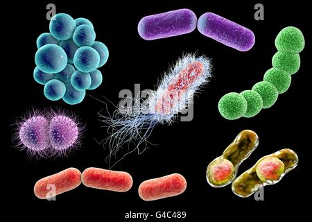 Bacteria. Computer illustration of bacteria of different shapes. Stock Photo