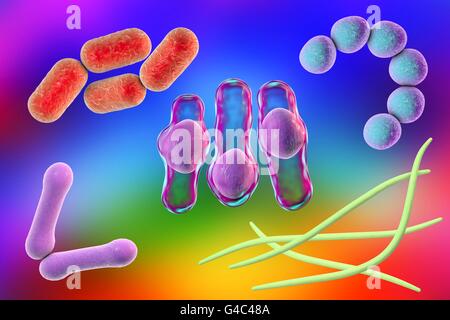 Bacteria. Computer illustration of bacteria of different shapes. Escherichia coli (top left), Corynebacterium (bottom left), Clostridium (centre), Streptococcus (top right), Fusobacterium (bottom right). Stock Photo