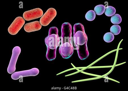 Bacteria. Computer illustration of bacteria of different shapes. Escherichia coli (top left), Corynebacterium (bottom left), Clostridium (centre), Streptococcus (top right), Fusobacterium (bottom right). Stock Photo