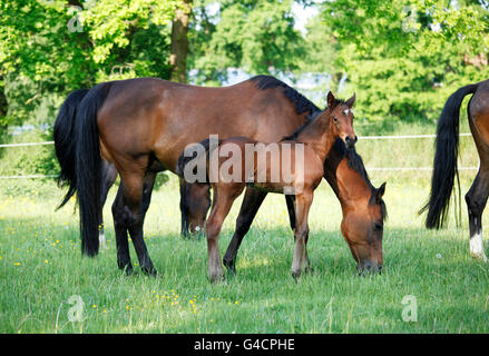 a brown Holsteiner foal is standing with the mare in the pasture Stock Photo