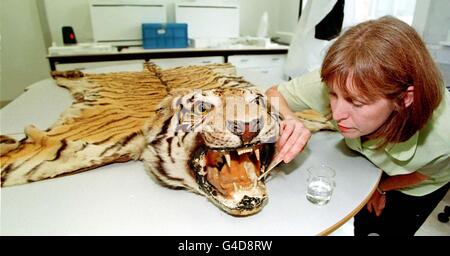 Tracey Seddon, senior conservator at the Conservation Centre on Merseyside, working on Gloria Swanson's Tiger skin rug today (Thursday), which has been seized by Customs and e.Excise. The famous Hollywood star was photographed many times for publicity purposes, posing on the rug. See PA Story SOCIAL Swanson. Photo by Dave Kendall/PA Stock Photo