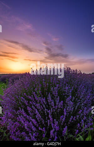 Lavender flowers blooming field, on sunset. Stock Photo