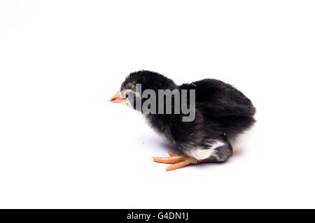 Little black chick isolated on white background Stock Photo