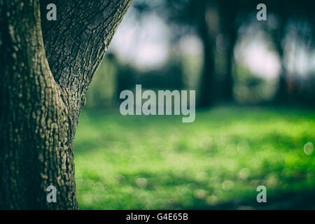 Photograph of a tree and a blurred garden background Stock Photo
