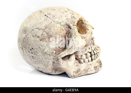 Human skull made of plaster isolated on white Stock Photo
