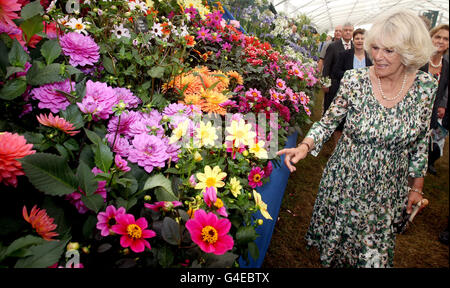 The Duchess of Cornwall looks at a flower display during a visit to the Hampton Court Palace Flower Show. Stock Photo