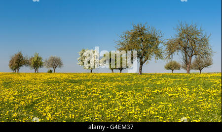 Apple trees in full blossom in an orchard meadow covered with dandelions in southern Germany Stock Photo