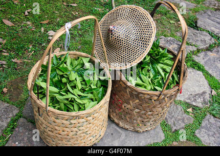 The harvest of sweet, dear varieties of alpine varieties of tea Stock Photo