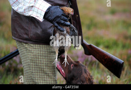 A grouse is retrieved after it was shot on Moorland near Bentham in North Yorkshire, during the Glorious 12th, which traditionally signals the start of the grouse shooting season. Stock Photo