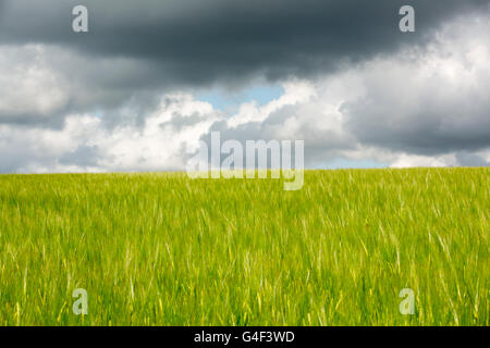 Abstract view of a bright green wheat field blowing in the wind. Set against a dark cloud filled sky.