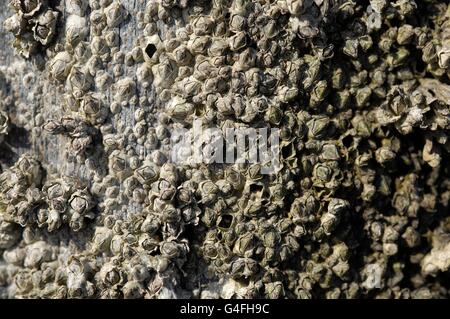 Barnacle (Balanus crenatus or Chthamalus stellatus) fixed on the stones of a wave breaker at low tide Stock Photo