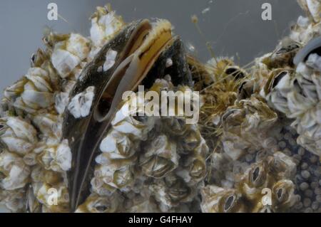 Barnacle (Balanus crenatus or Chthamalus stellatus) and Common Mussel - Blue Mussel (Mytilus edulis) feeding on plankton Stock Photo