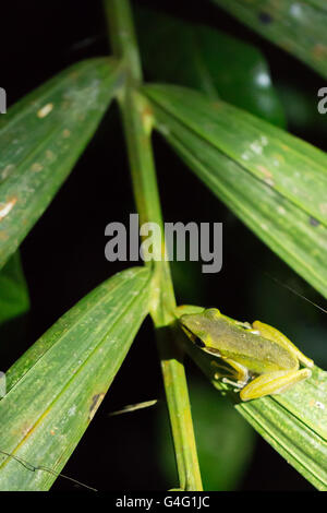 White-lipped frog (Hylarana raniceps), Bako National Park, Sarawak, Borneo Stock Photo