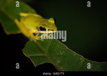 White-lipped frog (Hylarana raniceps), Bako National Park, Sarawak, Borneo Stock Photo