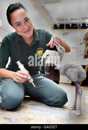 A 4 week-old baby Caribbean Flamingo with keeper Alex Gray at Chester Zoo who is hand rearing the chick after it was abandon by its parents. Stock Photo
