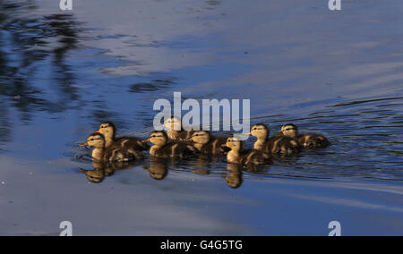 Gadwall ducklings (Mareca strepera) swimming in a row Stock Photo